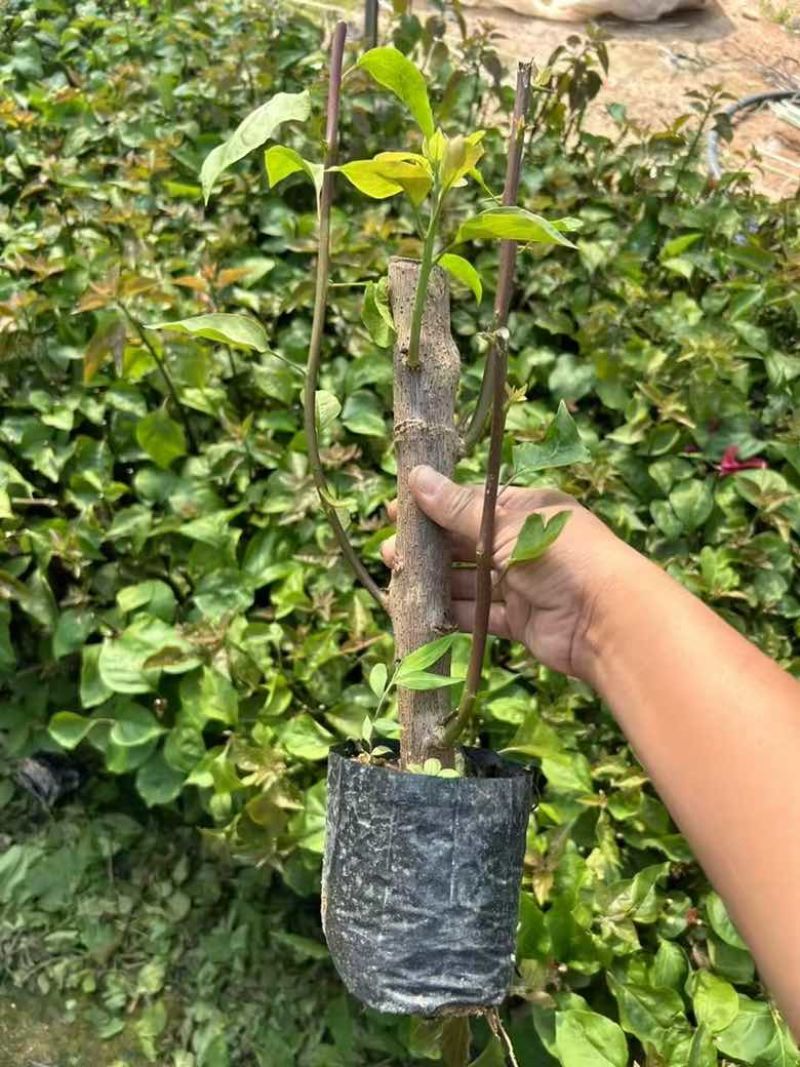 三角梅15-30，各种规格，大量低价出售