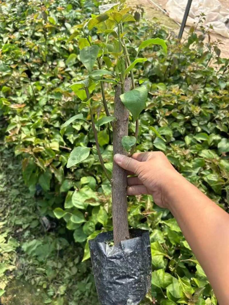 三角梅15-30，各种规格，大量低价出售