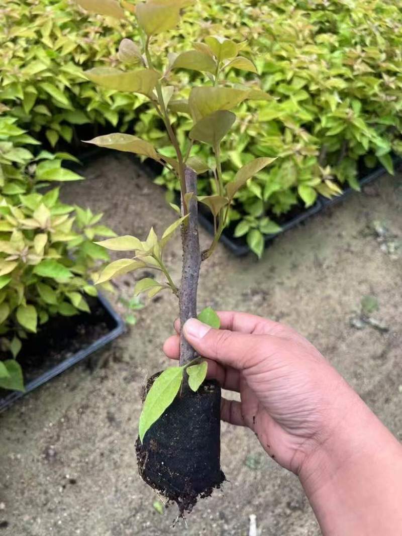 三角梅15-30，各种规格，大量低价出售