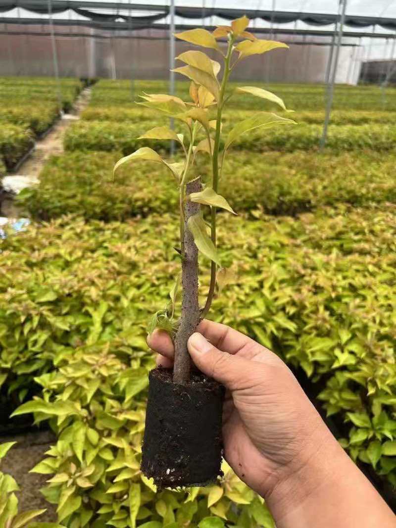 三角梅15-30，各种规格，大量低价出售