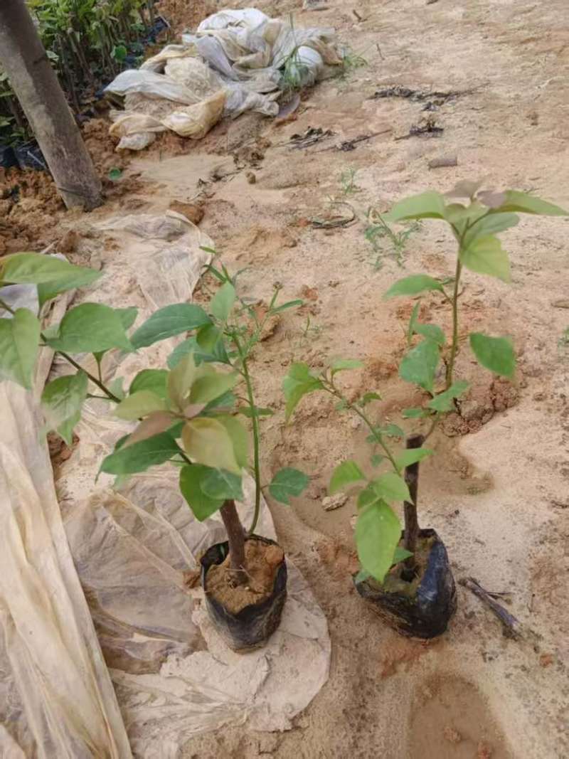 三角梅15-30，各种规格，大量低价出售