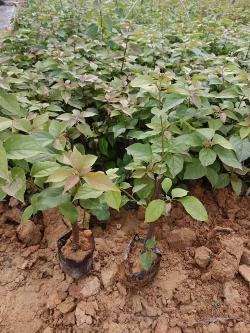 三角梅15-30，各种规格，大量低价出售