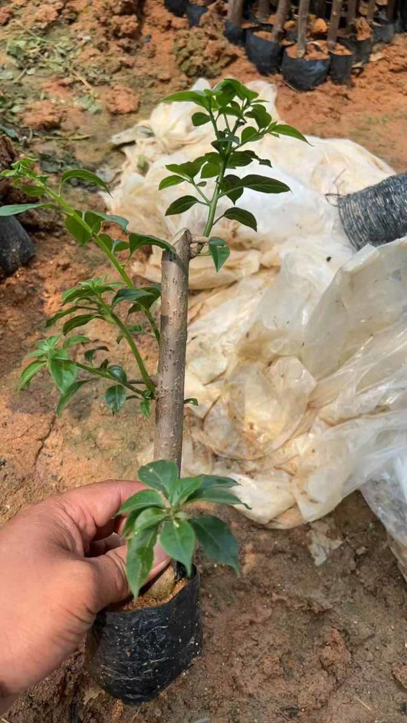 三角梅15-30，各种规格，大量低价出售
