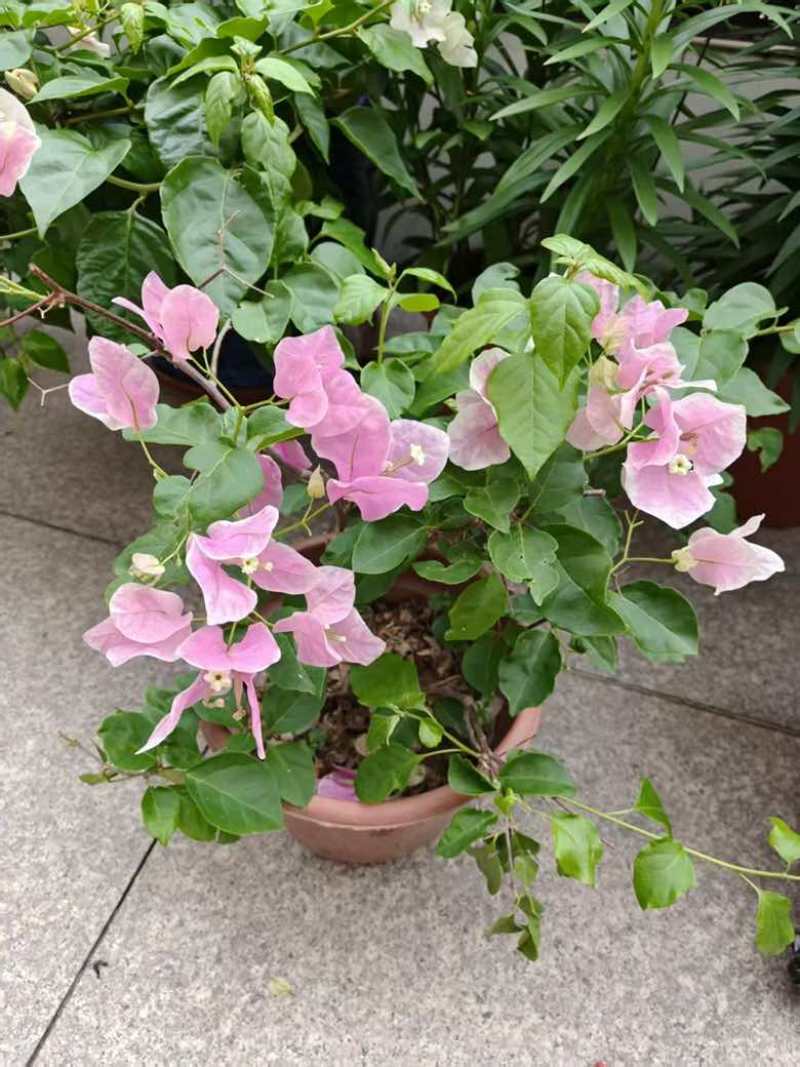 三角梅20-150，各种规格，大量低价出售