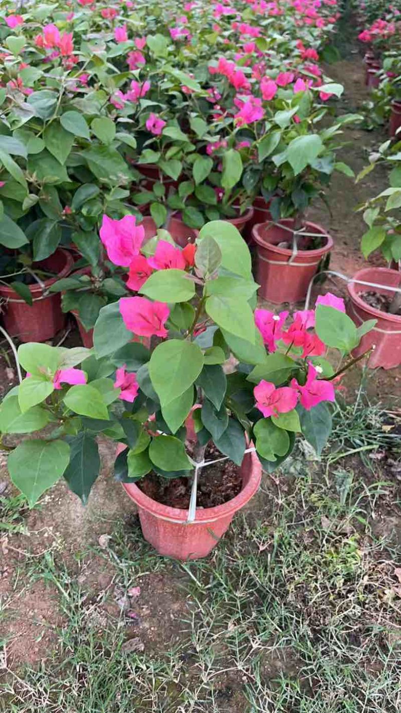 三角梅20-150，各种规格，大量低价出售