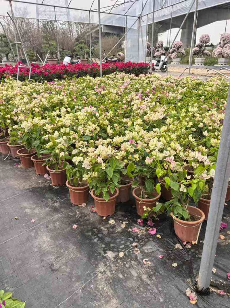 三角梅，小盆，中盆，大盆，各种规格，大量低价出售