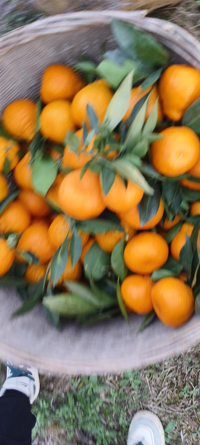 城固蜜橘