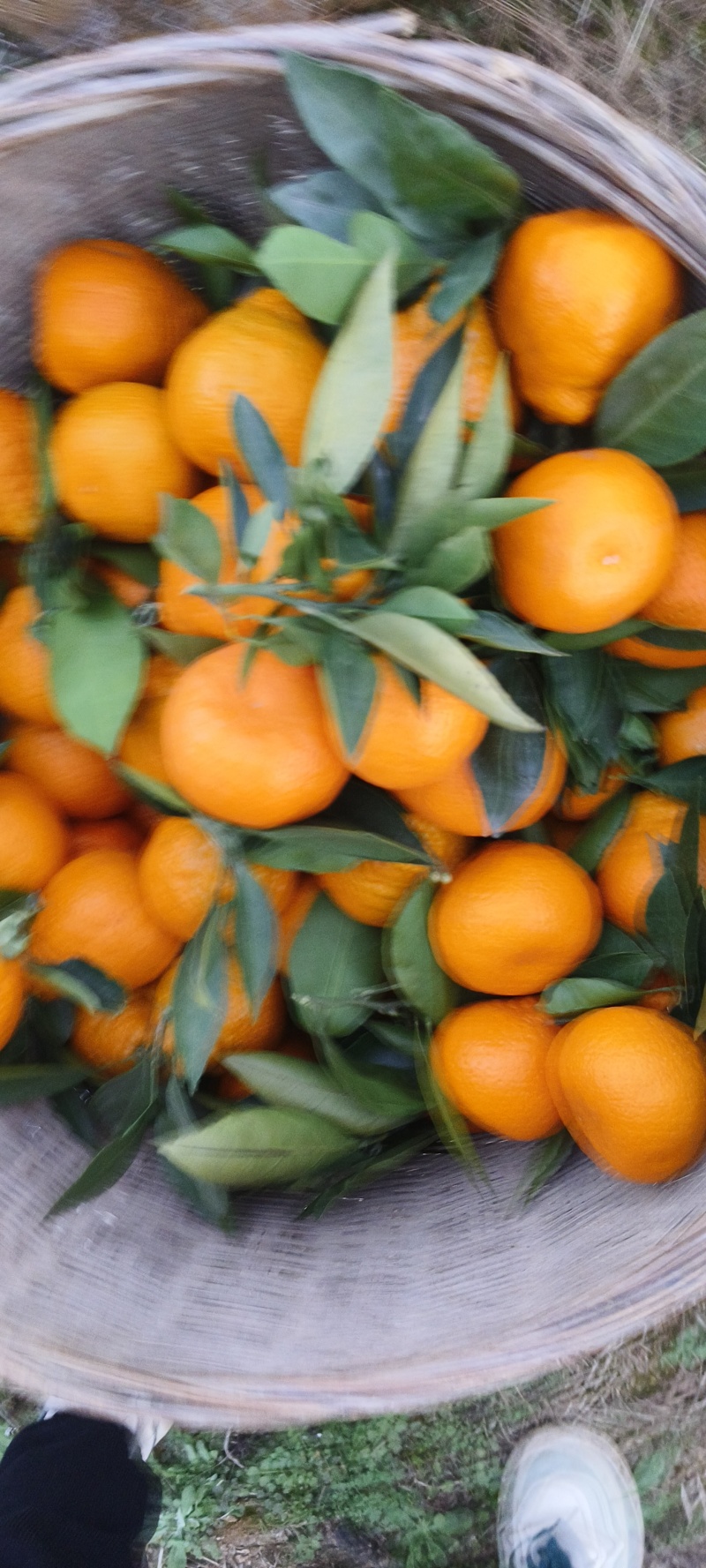 城固蜜橘