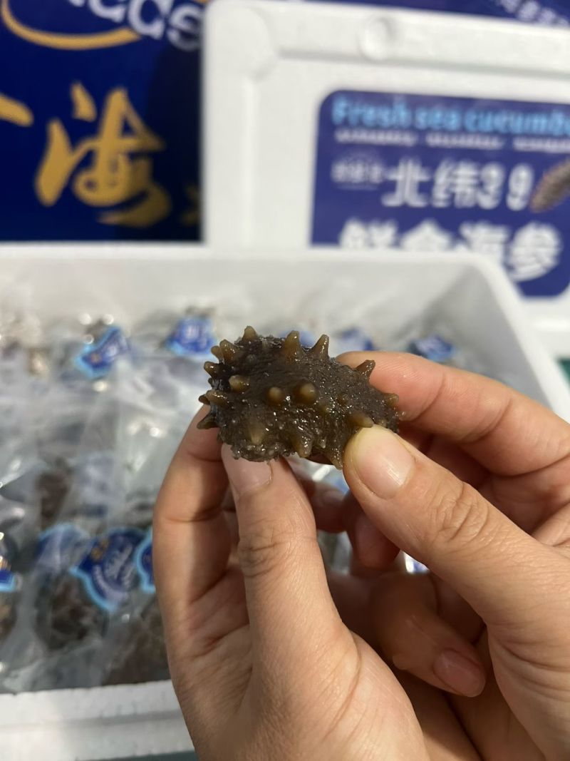 威海本地海参，3..99一只独立包装的海参