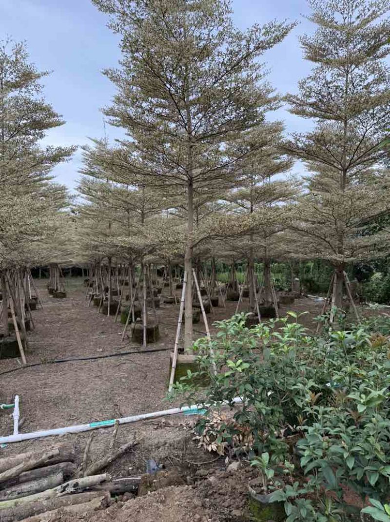 全冠锦叶榄仁(花叶榄仁)3-15分，各种规格，大量低价出售