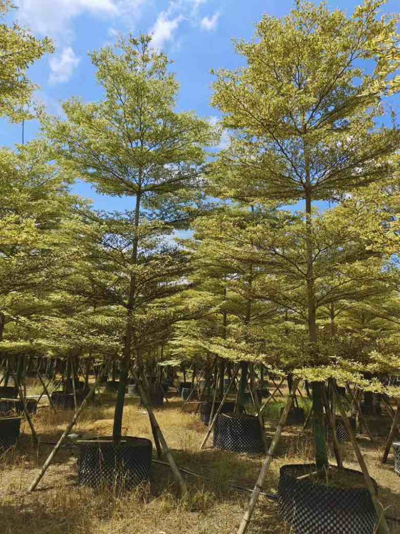 全冠锦叶榄仁(花叶榄仁)3-15分，各种规格，大量低价出售