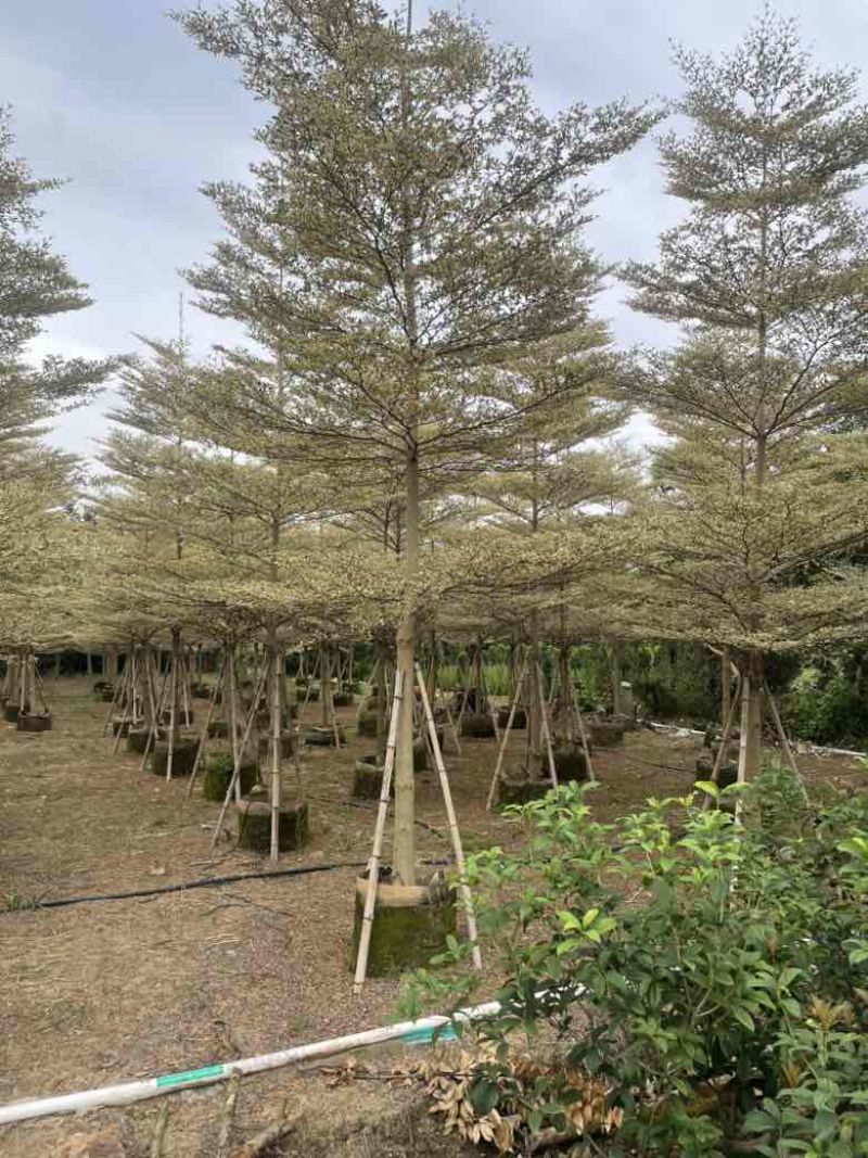 全冠锦叶榄仁(花叶榄仁)3-15分，各种规格，大量低价出售