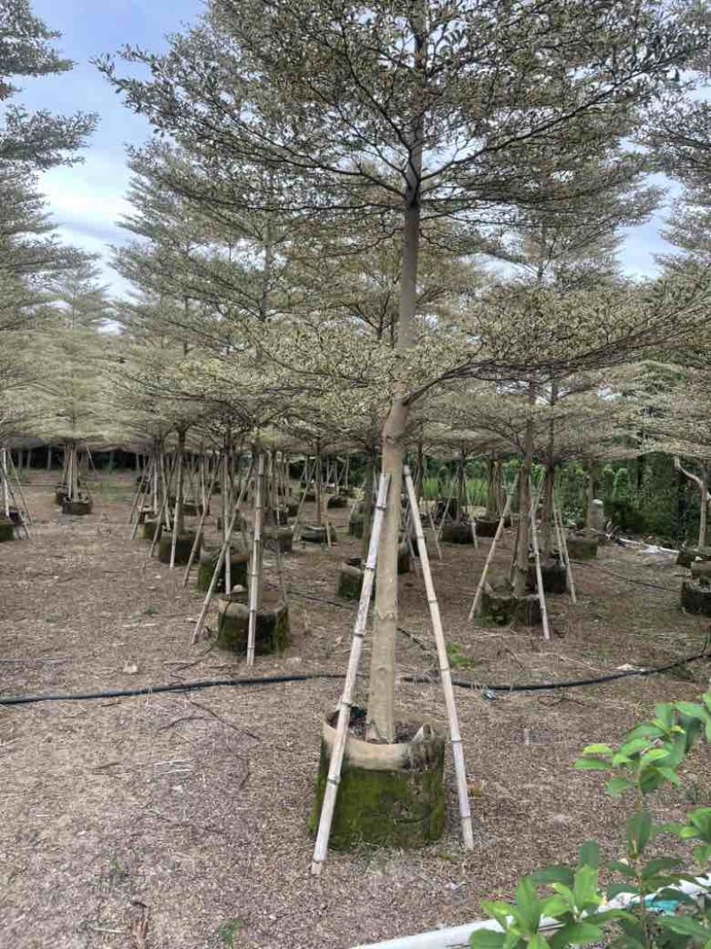 全冠锦叶榄仁(花叶榄仁)3-15分，各种规格，大量低价出售