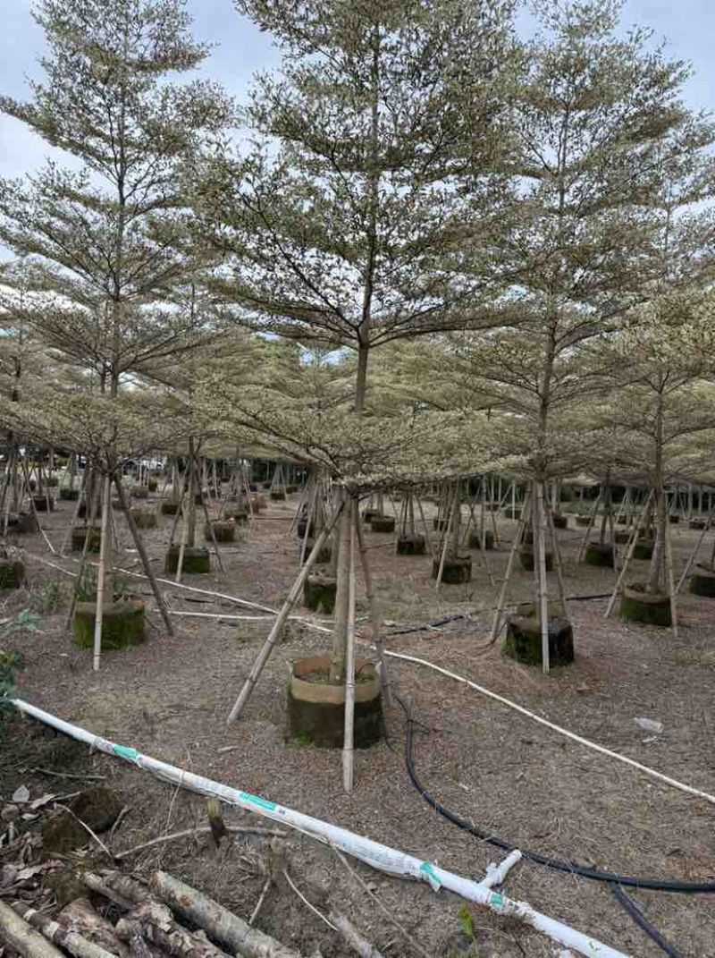 全冠锦叶榄仁(花叶榄仁)3-15分，各种规格，大量低价出售