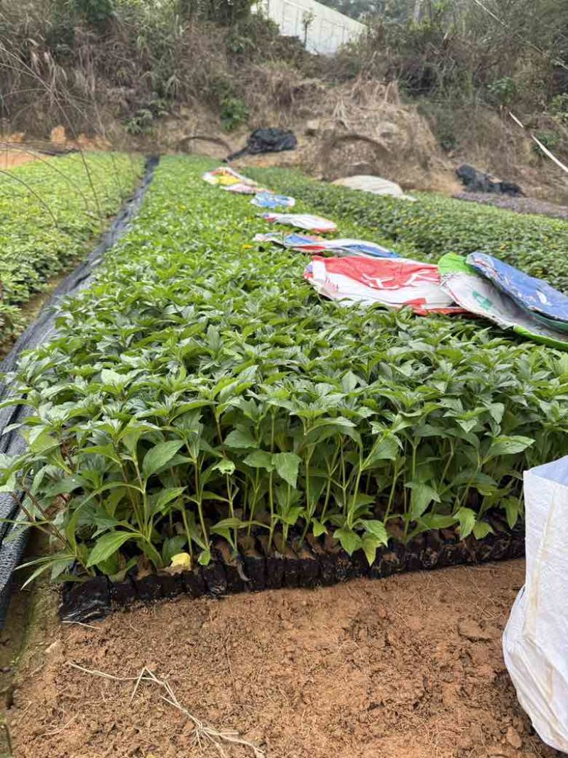 蟛蜞菊15-30，大量低价出售