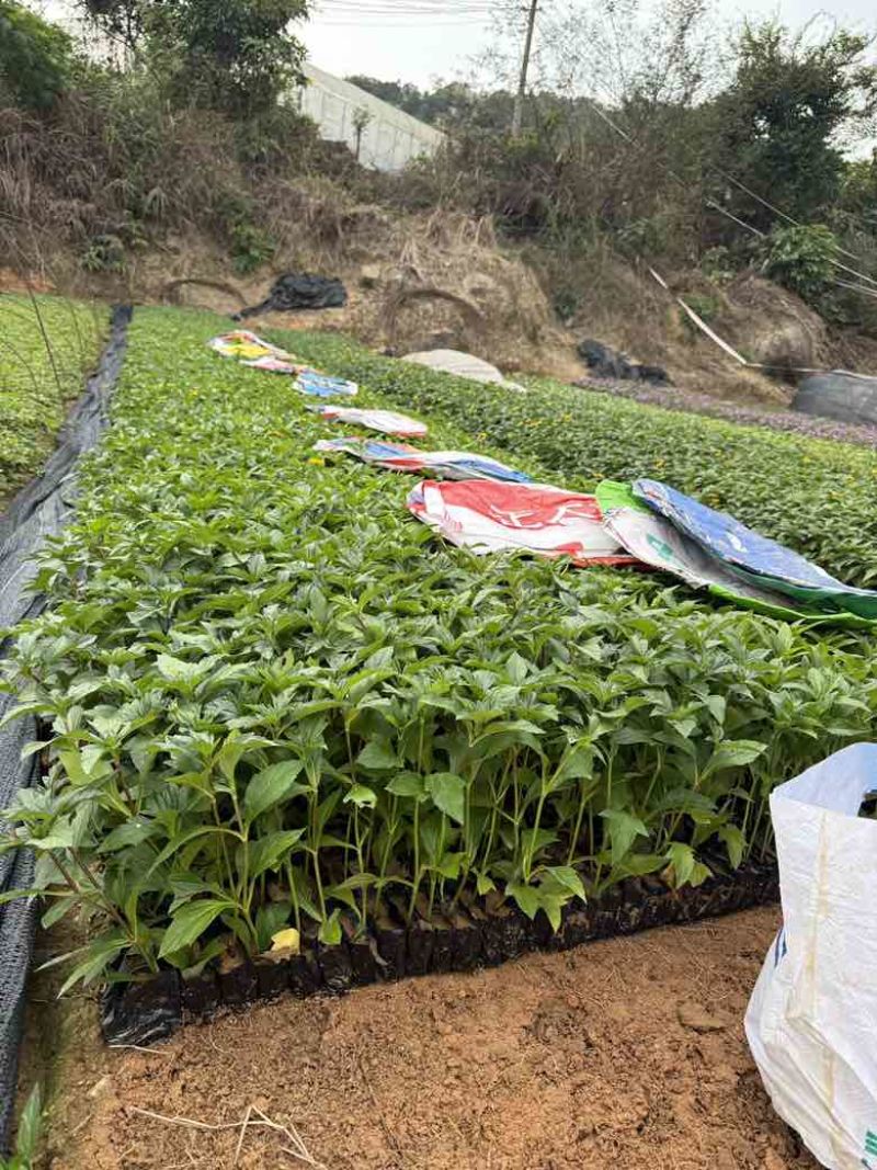 蟛蜞菊15-30，大量低价出售