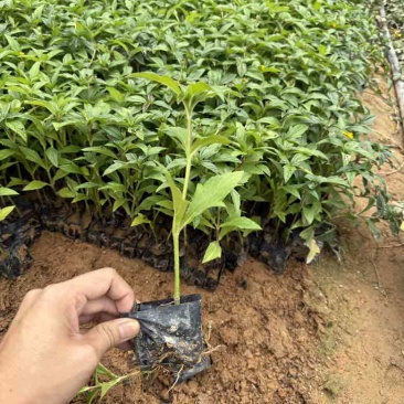蟛蜞菊15-30，大量低价出售