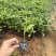 蟛蜞菊15-30，大量低价出售