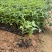 蟛蜞菊15-30，大量低价出售
