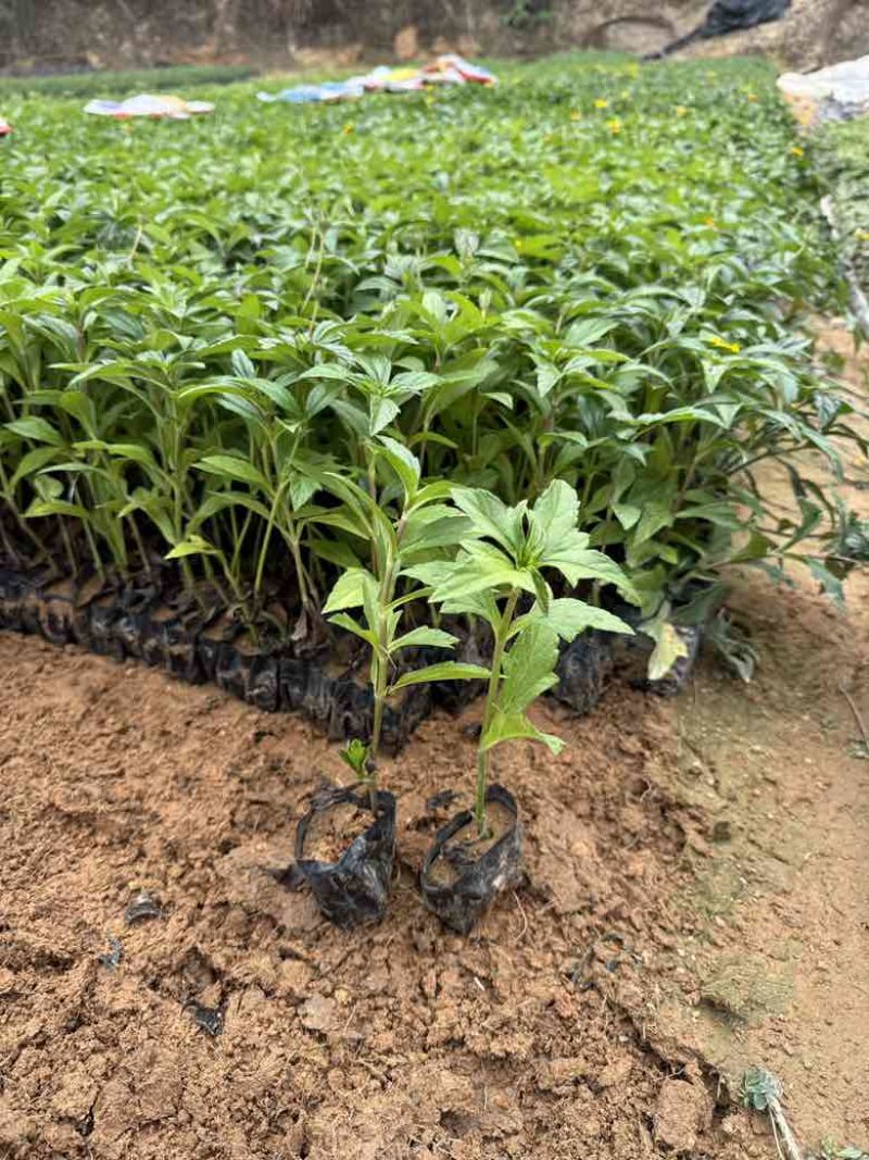 蟛蜞菊15-30，大量低价出售