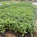 蟛蜞菊15-30，大量低价出售