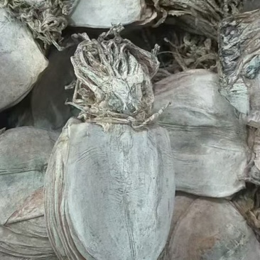 淡干鱿鱼干水发鱿鱼