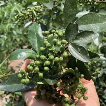 云南新鲜青花椒一手货源产地直供大量现货