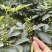 云南新鲜青花椒一手货源产地直供大量现货