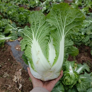 高山大白菜黄心大白菜