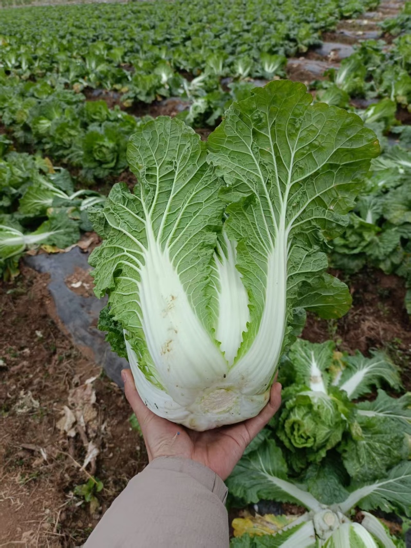 高山大白菜黄心大白菜