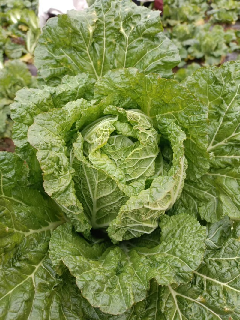 高山大白菜黄心大白菜