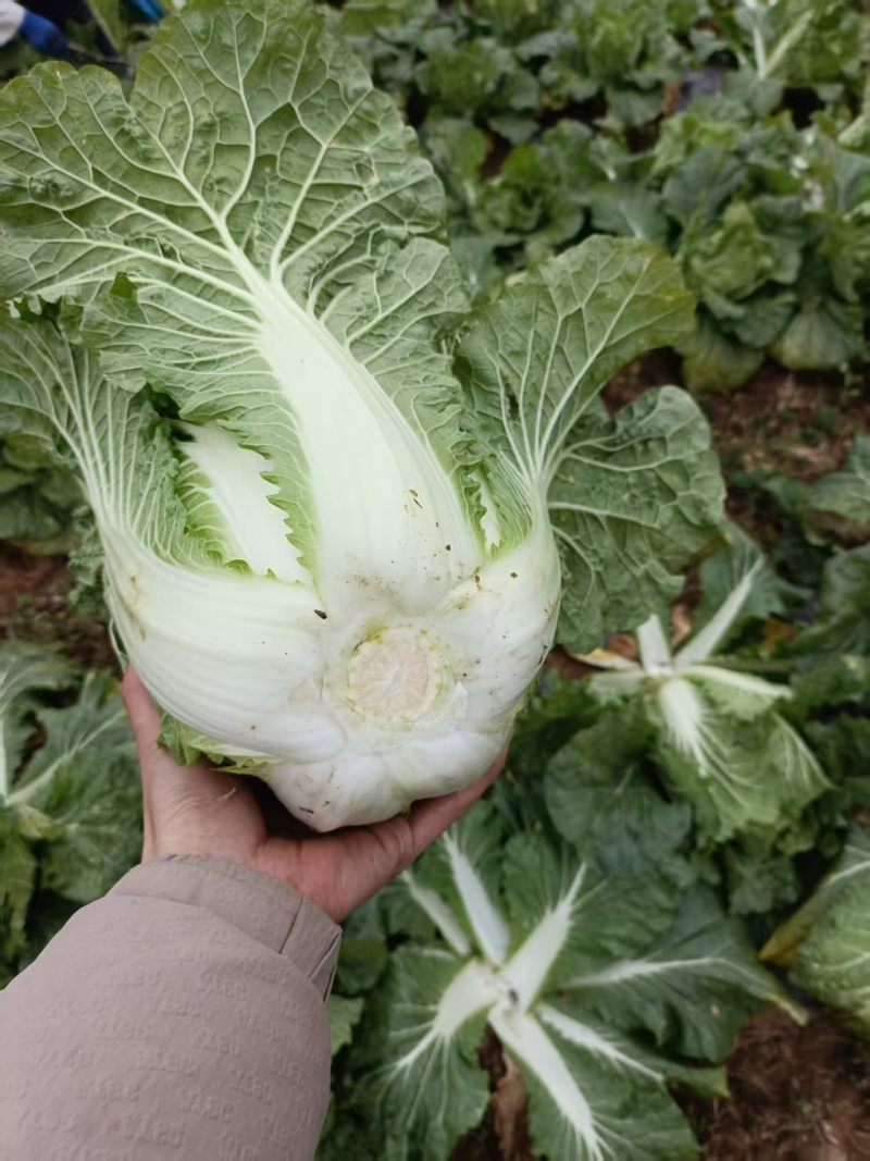 高山大白菜黄心大白菜
