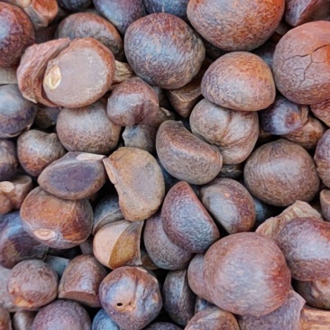 小籽油茶籽