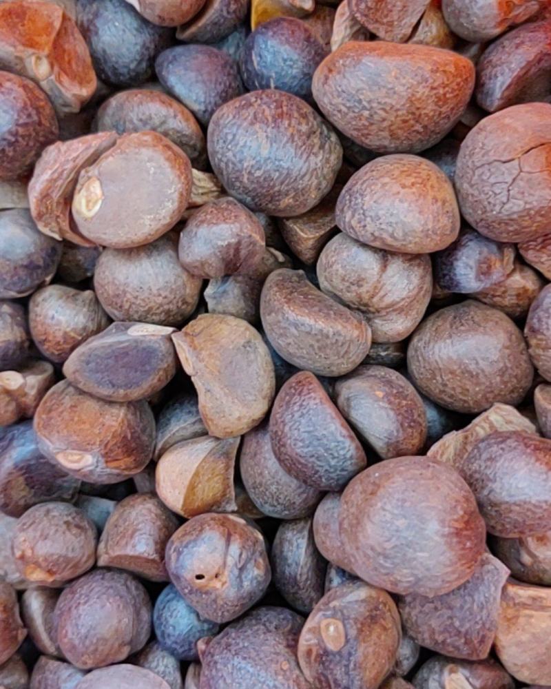 小籽油茶籽