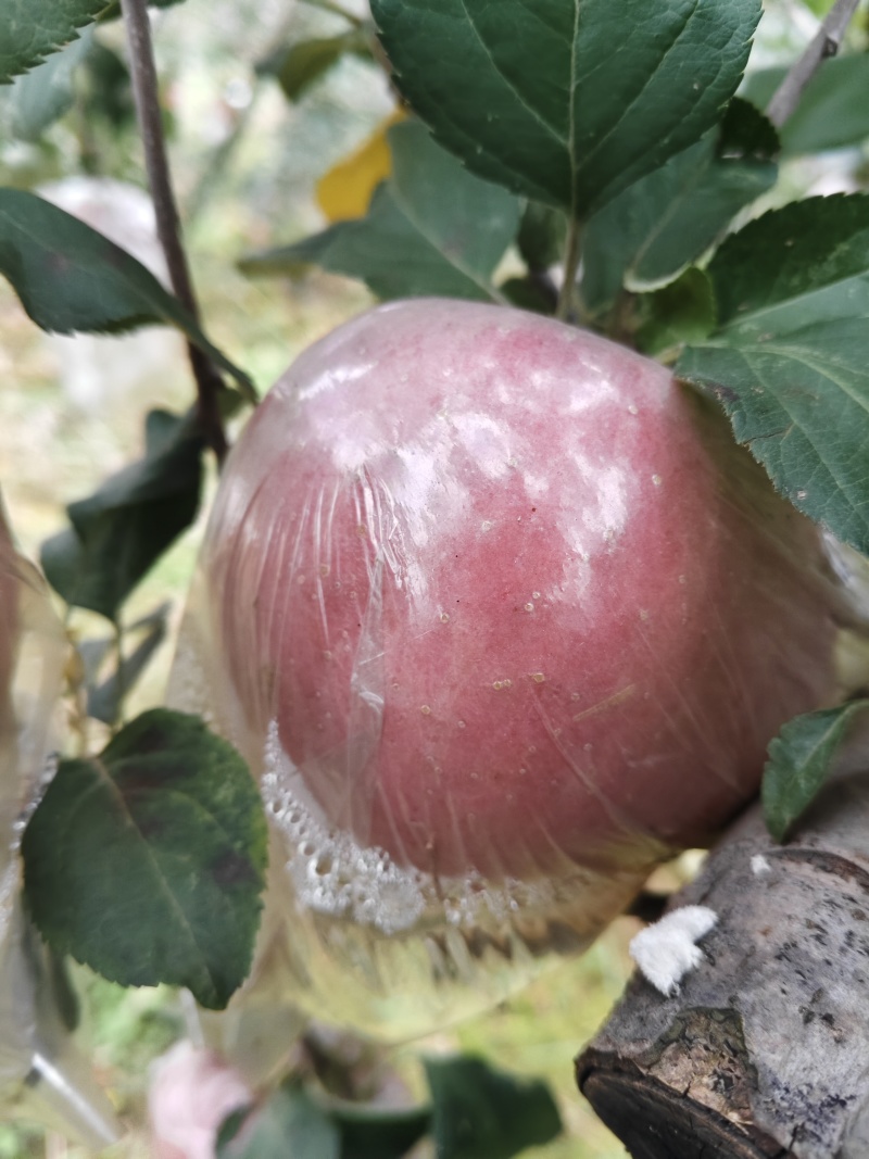陕西红富士苹果