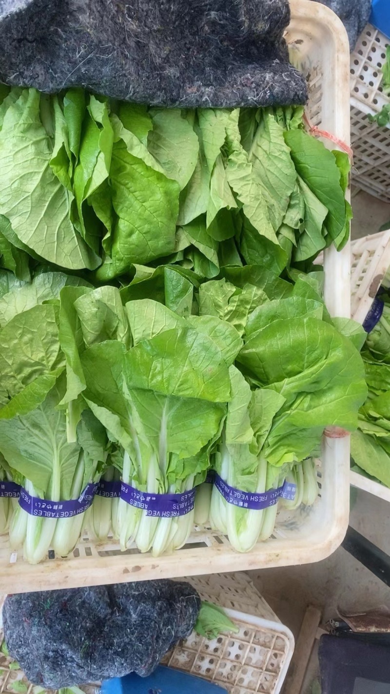 山东曹县精品奶白菜