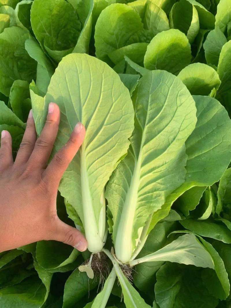 山东曹县精品奶白菜