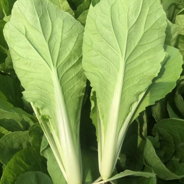 山东曹县精品奶白菜