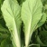 山东曹县精品奶白菜