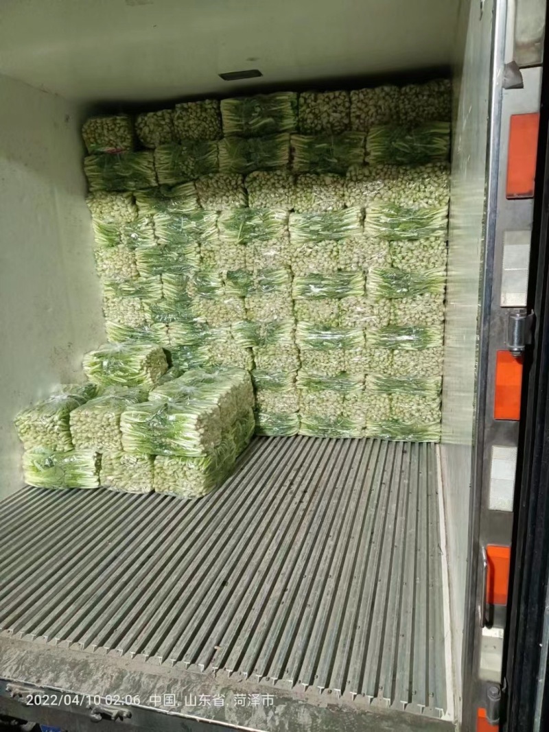 山东曹县精品奶白菜