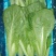 山东曹县精品奶白菜
