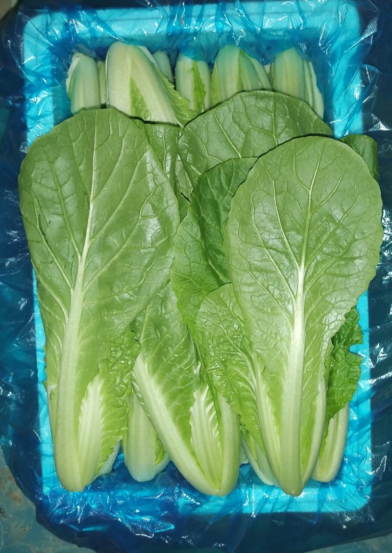 山东曹县精品奶白菜