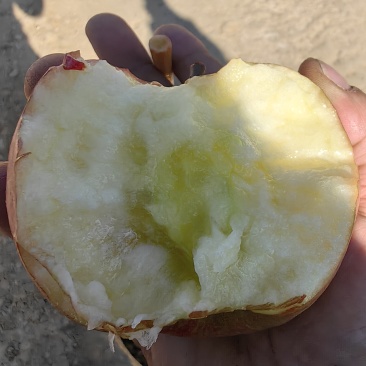 威宁糖心苹果