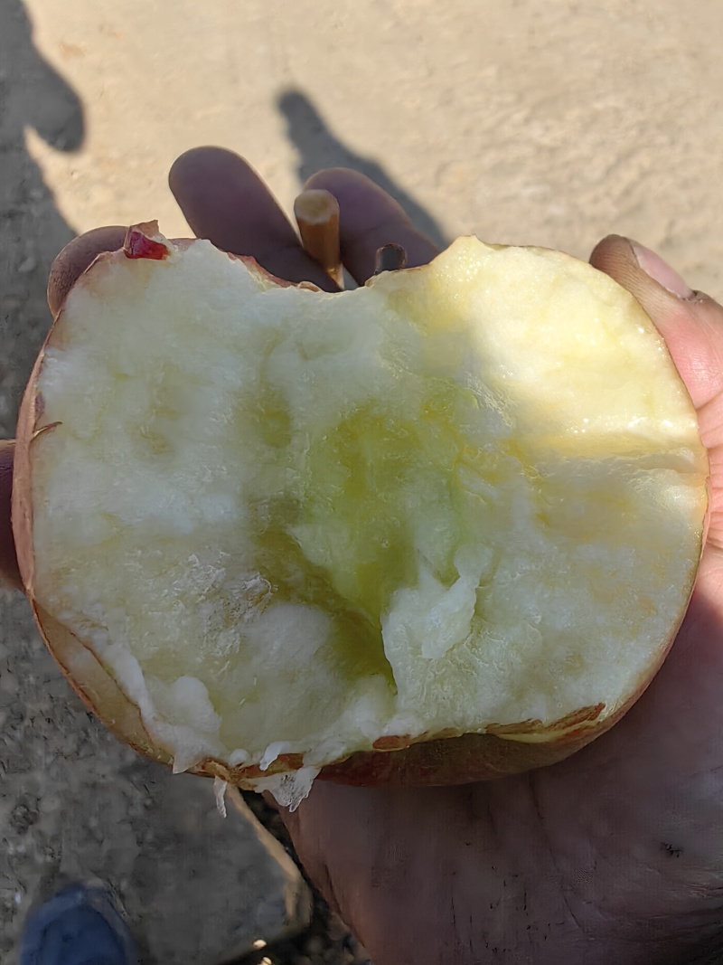 威宁糖心苹果