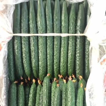 蜜刺黄瓜，全国发货，质量保证，价格可谈，欢迎客商跟我联系