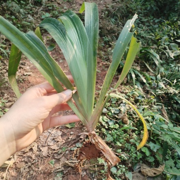 扁竹根