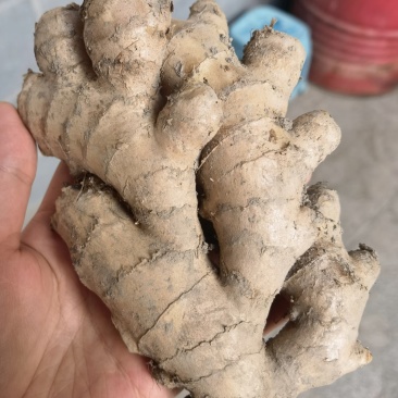 新鲜生姜