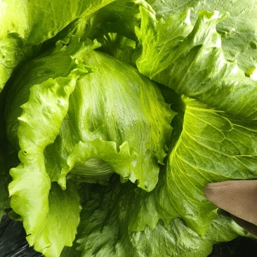 圆生菜