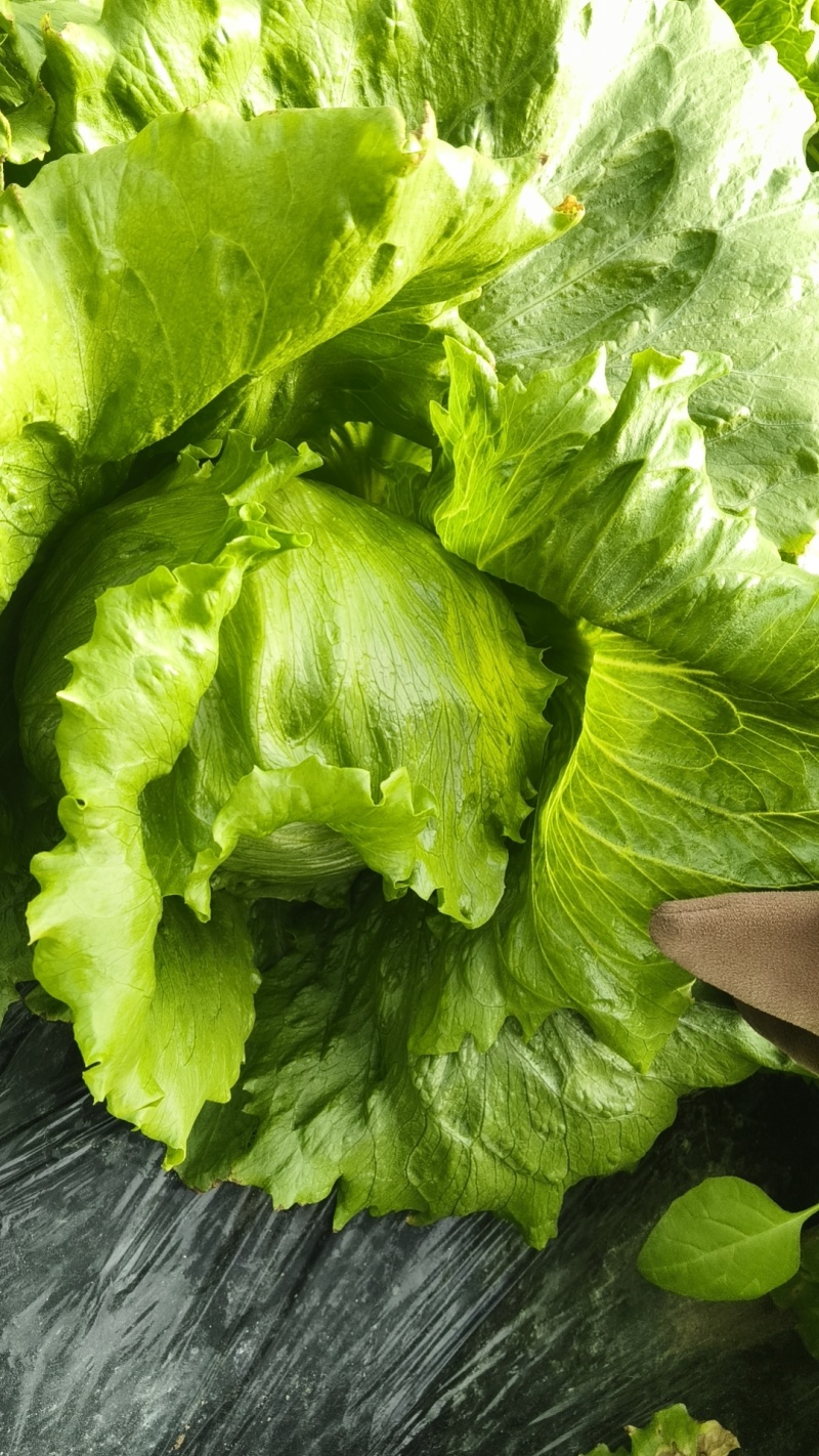 圆生菜