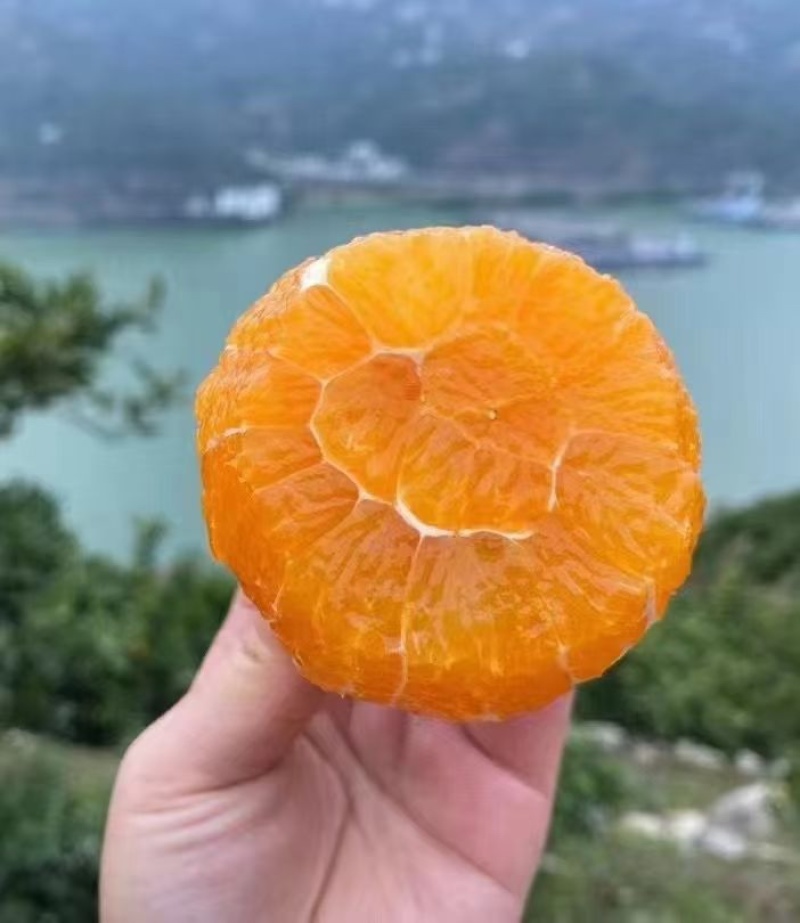 九月红果汁橙70起步支持一件代发